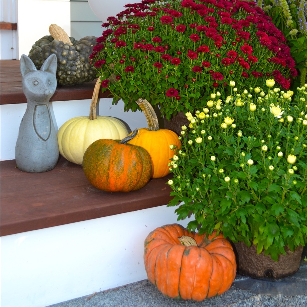 Meet your Posher, Dana